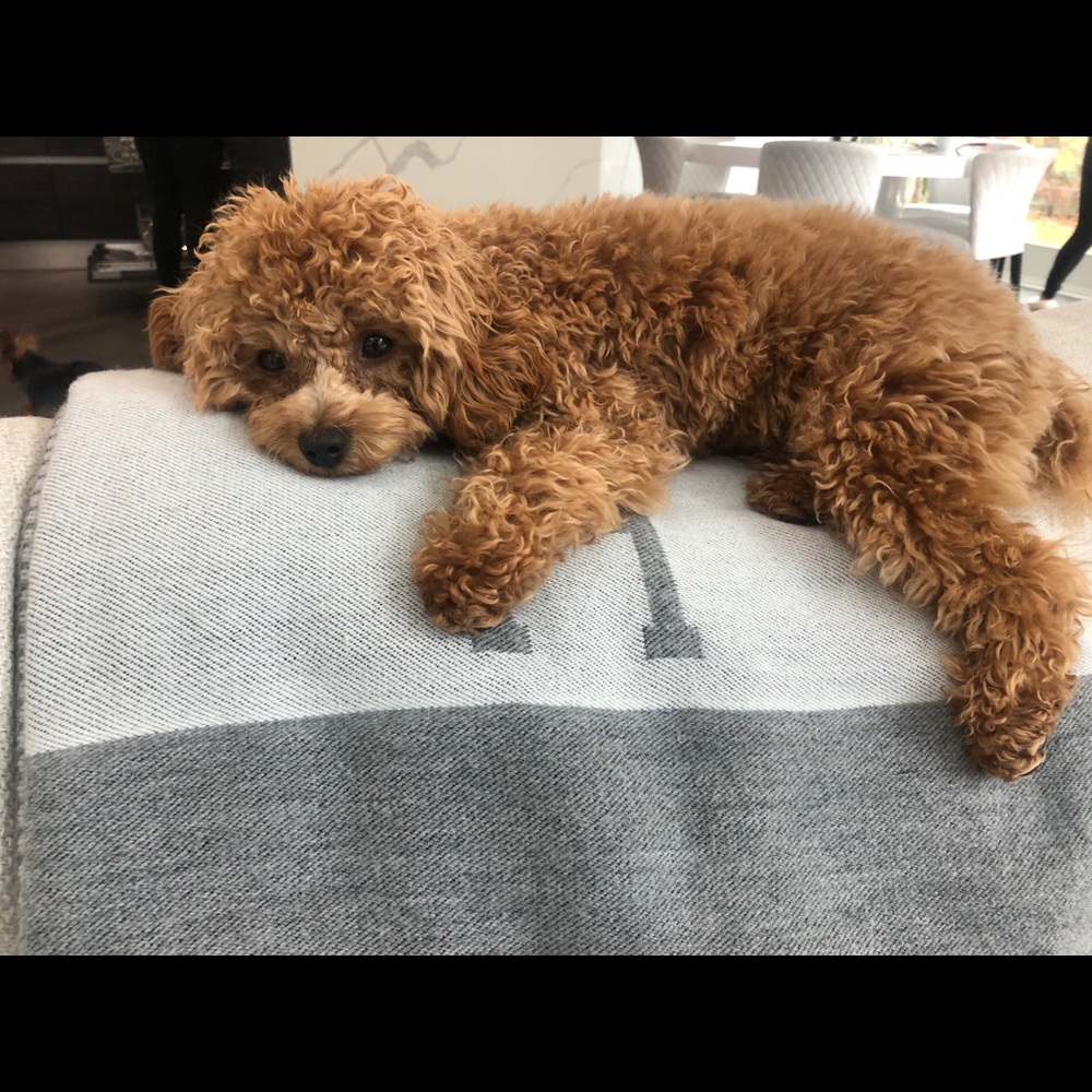 Meet your Posher, Tiffany